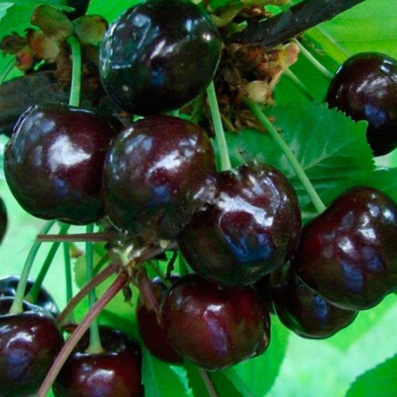 Сорт вишни россошанская черная: фото, отзывы, описание, характеристики