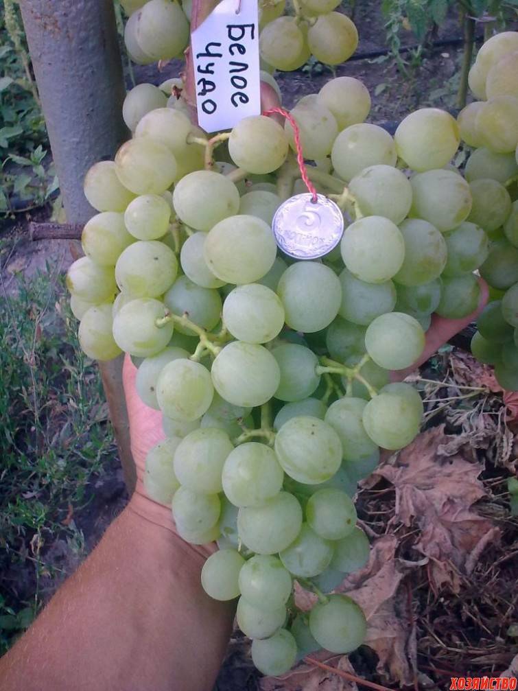 Характеристика винограда Белое Чудо