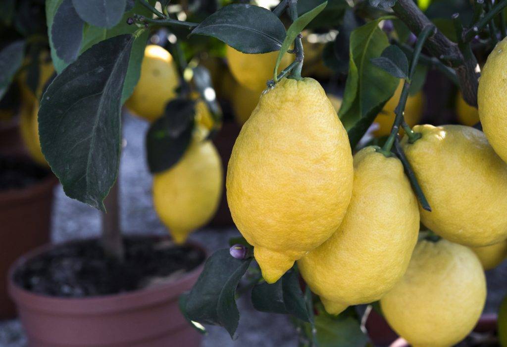 Убекский оранжевый лимон: что за сорт