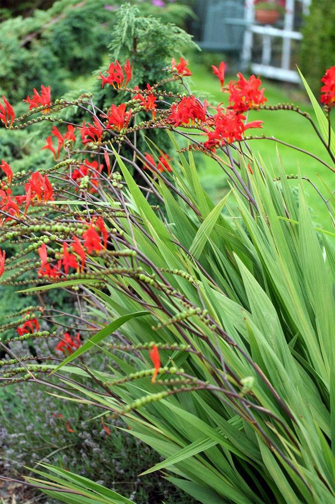 Гладиолус японский: цветок монтбреция (крокосмия), посадка и уход в открытом грунте