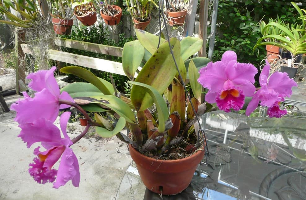 Орхидея каттлея уход и разновидности | flowery-blog