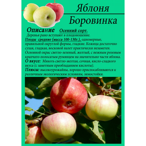 Яблоня легенда описание фото отзывы посадка и уход фото