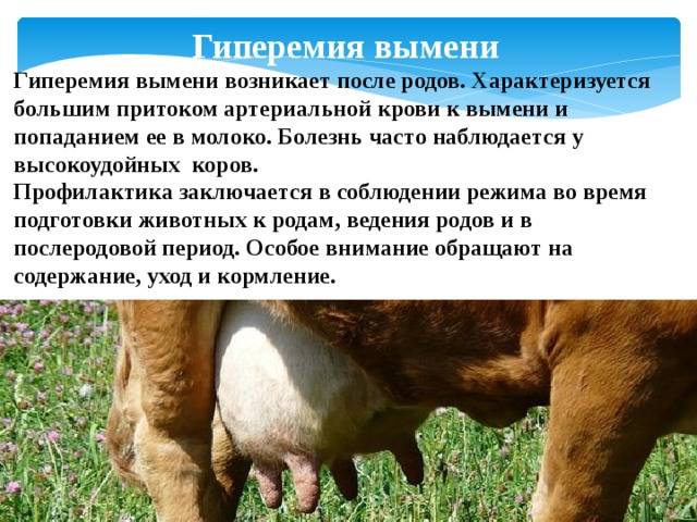 Мастит