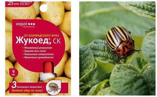 Инсектицид жукоед – эффективный препарат от колорадского жука, применение для картофеля, отзывы