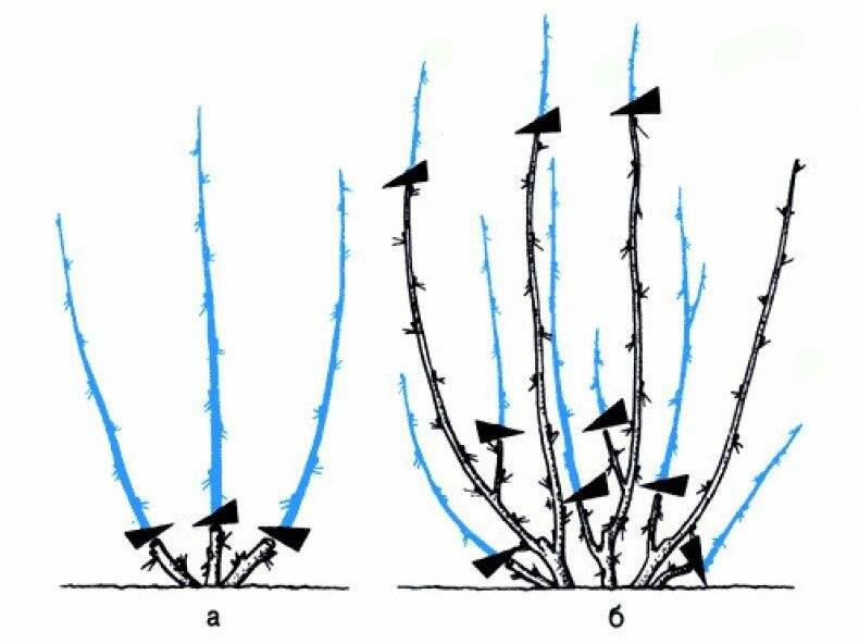 Схема обрезки смородины весной