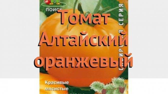 Томат алтайский оранжевый характеристика и описание сорта