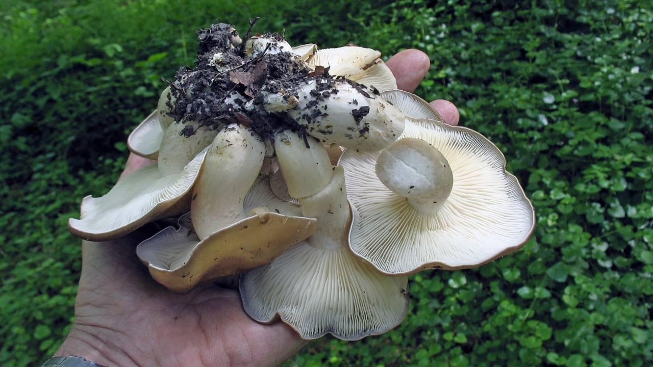 Рядовка сросшаяся фото и описание грибы