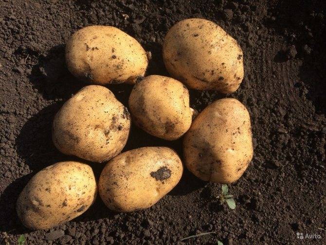 Сорт картошки любава: описание и фото, отзывы садоводов