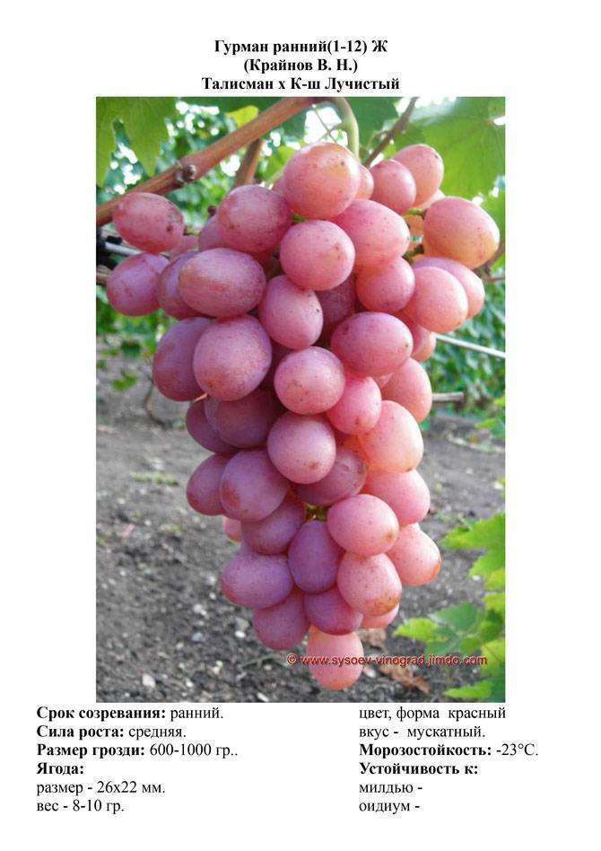 Русский ранний виноград описание и фото