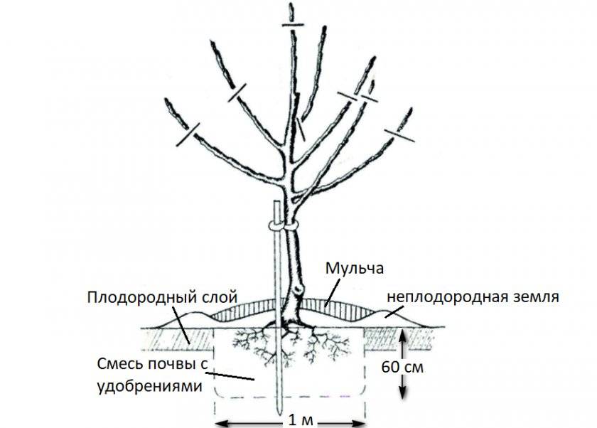 Как правильно посадить сливу весной. Схема посадки саженца яблони. Схема посадки яблонь на карликовом подвое. Корневая шейка у яблони. Строение яблони схема.