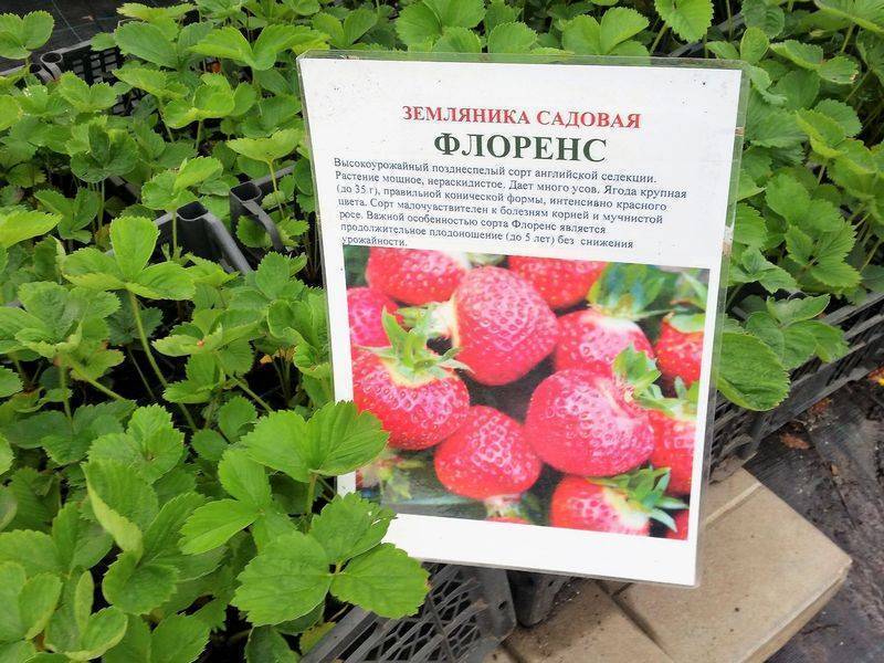 Клубника сорта флоренс: особенности посадки и выращивания