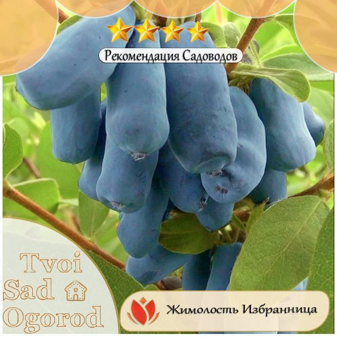12 лучших cортов жимолости – рейтинг 2021 года