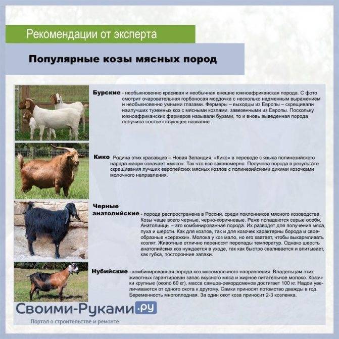 Тоггенбургская порода коз: описание, продуктивность, фото