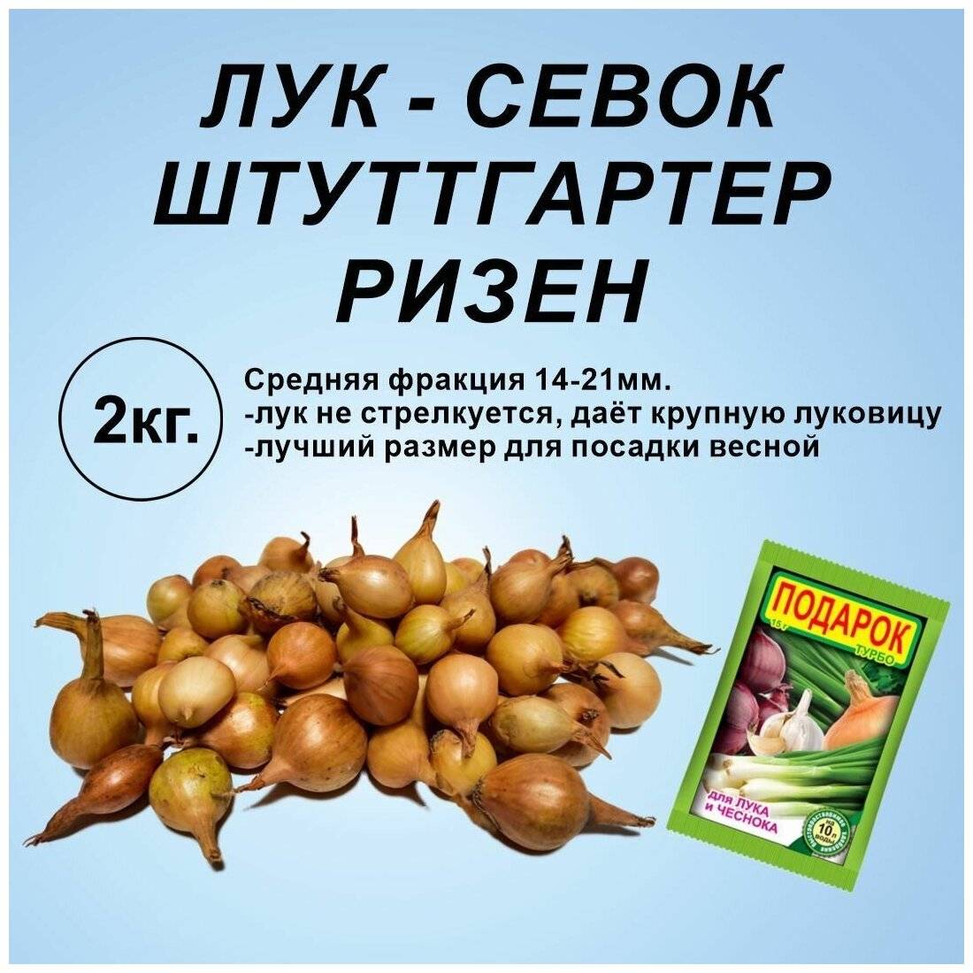 Чем подкормить лук, чтобы был крупный: советы