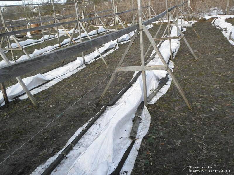 Когда и как правильно укрыть виноград на зиму: чем укрывать лучше