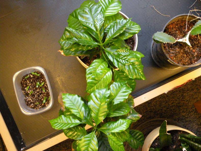 Как ухаживать за кофейным деревом в домашних условиях и получить урожай кофейных зерен?