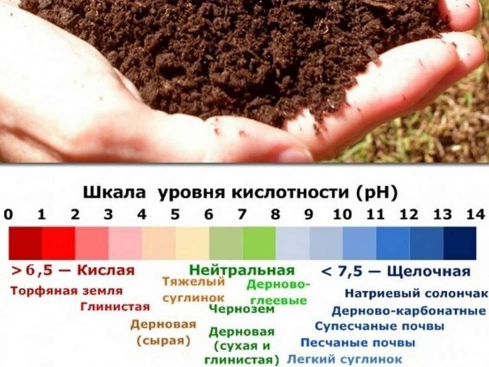 Растения кислой почвы фото