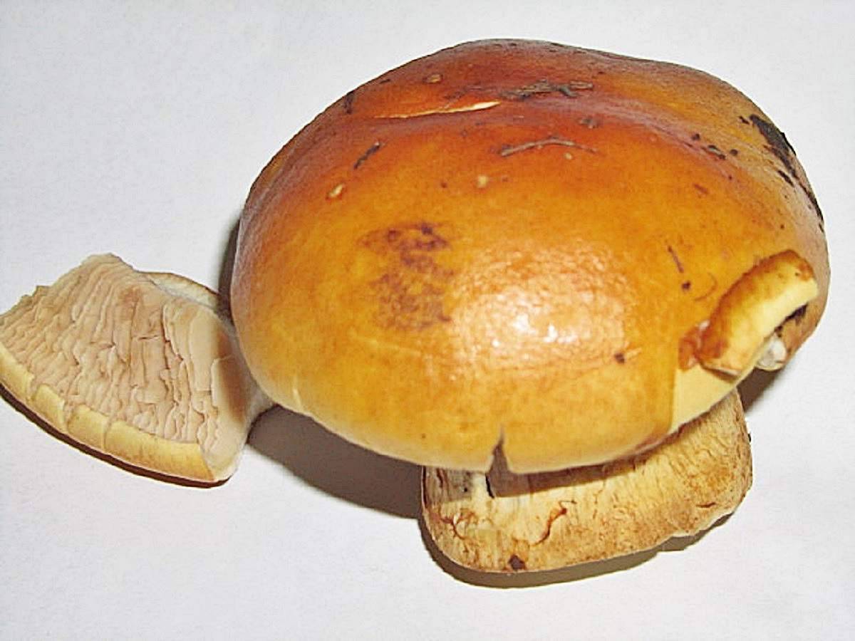 фото гриба паутинник желтый