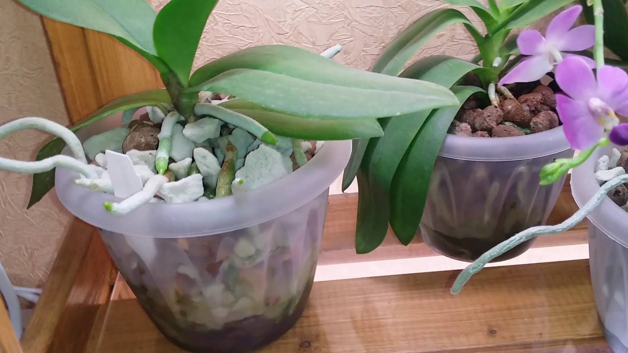 Посадка орхидеи в горшок дома: можно ли в землю, керамзит, как поливать, пересадка