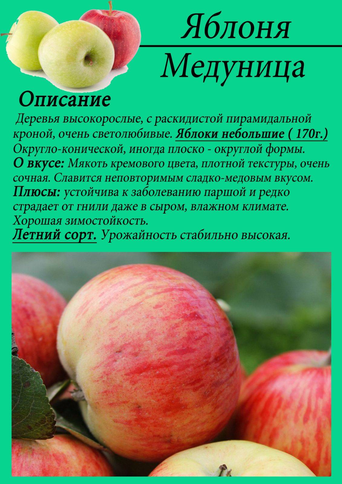 Сорт яблок медовая фото и описание