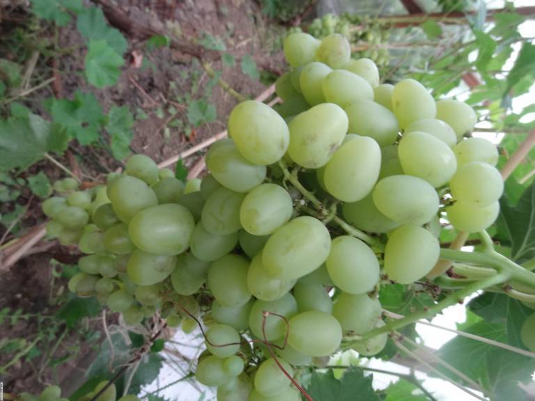 Виноград благовест: описание сорта, фото, отзывы, характеристики и технология выращивания