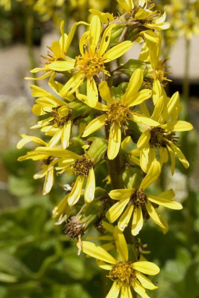 Цветок бузульник: посадка и уход в открытом грунте, виды и сорта с фото