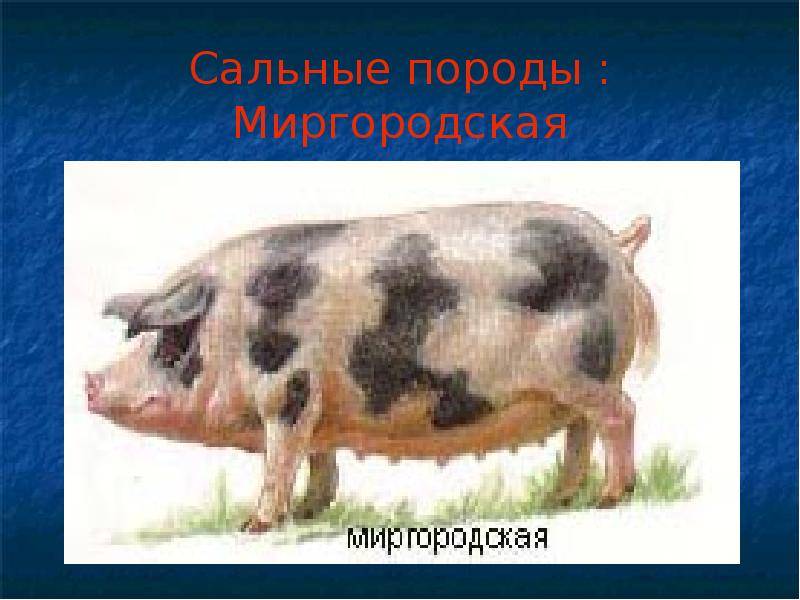 Племенное свиноводство | миргородская порода свиней и методы ее совершенствования