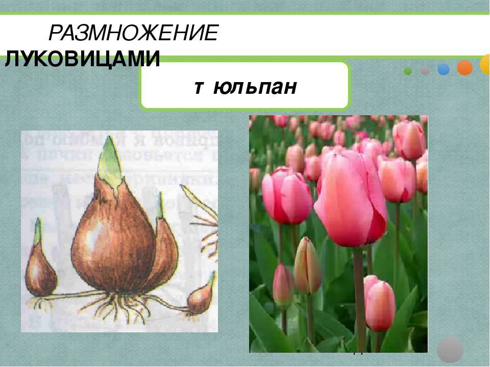 ✅ как размножаются тюльпаны. как размножается тюльпан — особенности разведения - живой-сад.рф