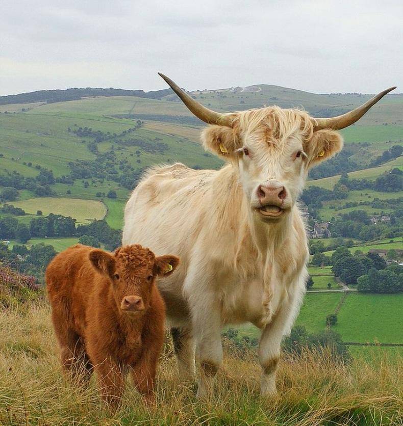 Шотландская корова: описание высокогорной породы, фото