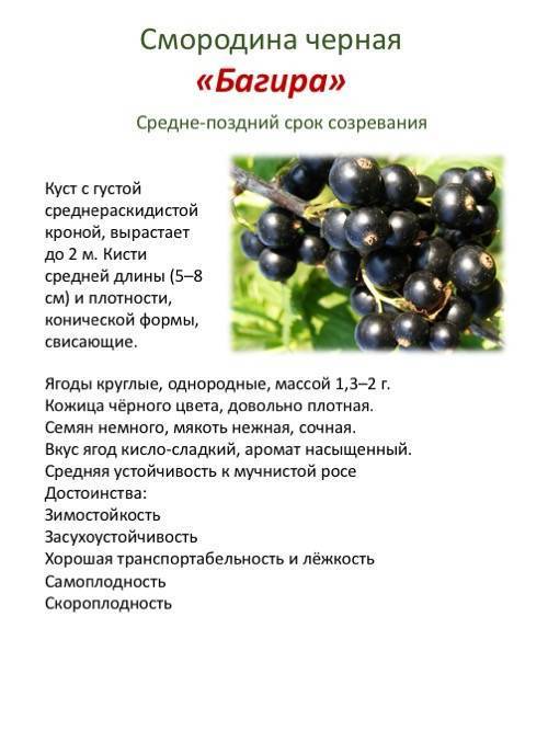 Смородина черная — сорта лучшей отечественной и иностранной селекции с подробными описаниями