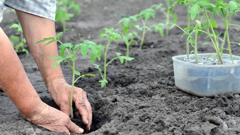 Как правильно вырастить томаты от рассады до сбора урожая пошаговая инструкция