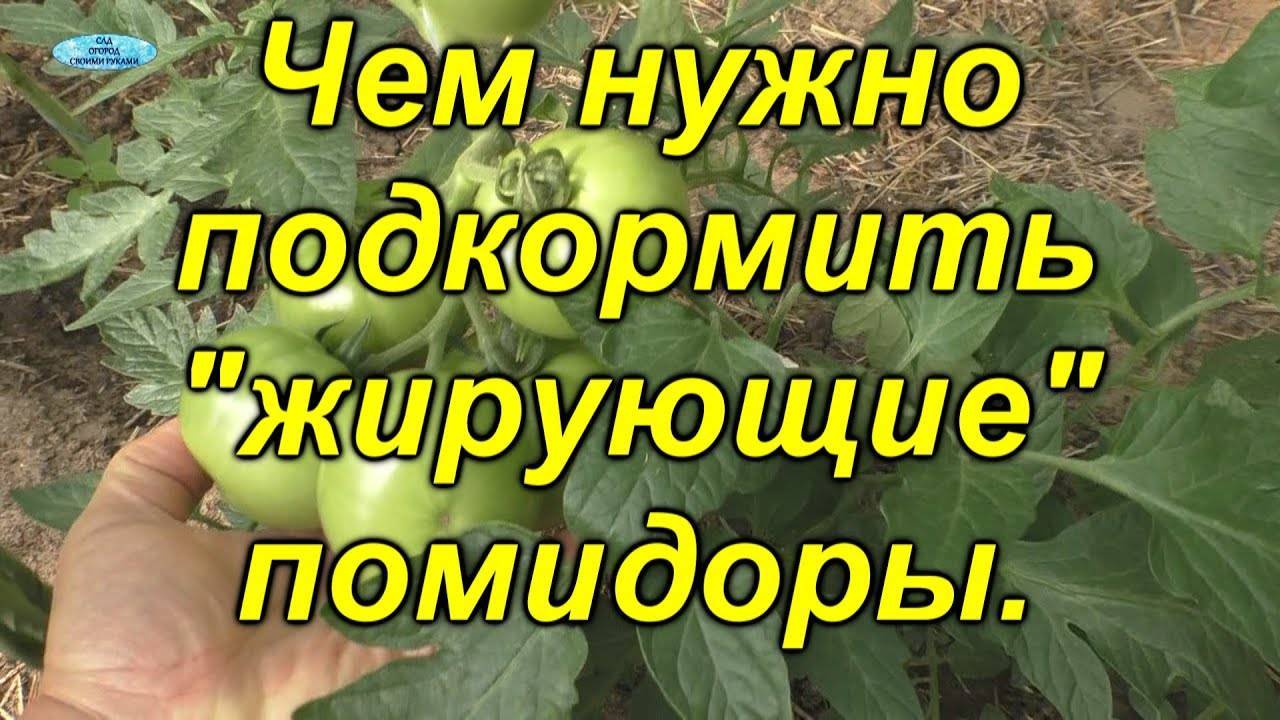 Томаты жируют фото как понять