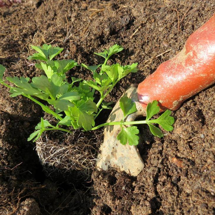 Выращивание корневого сельдерея: посадка и уход в открытом грунте, лучшие сорта, фото, отзывы