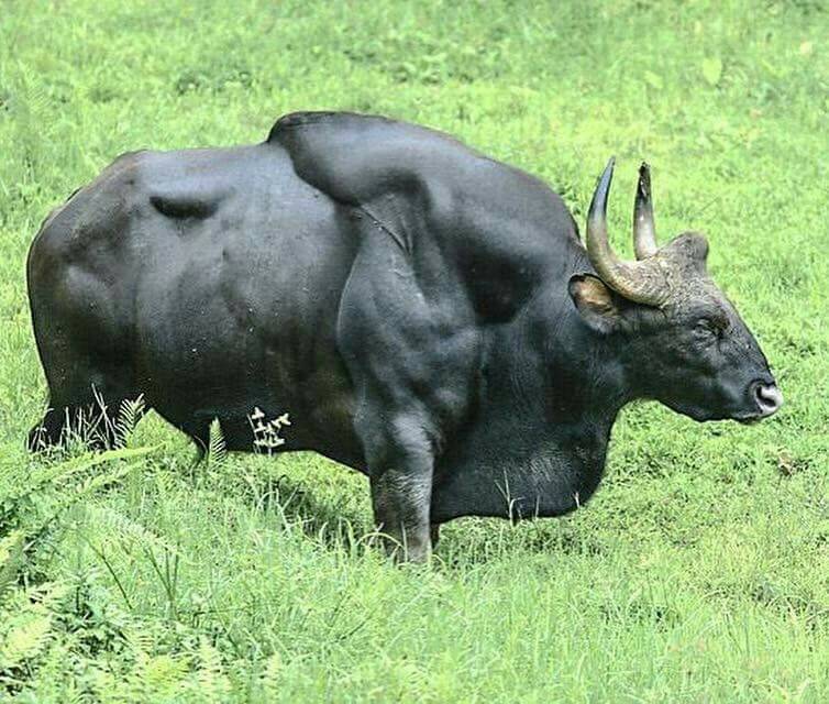 Дикий бык и корова: зебу, лесной тур в природе с огромными рогами