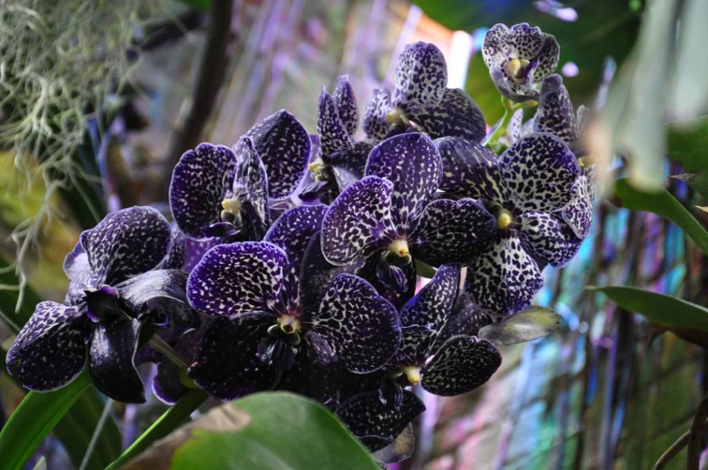 Редкие орхидеи фаленопсис фото и названия