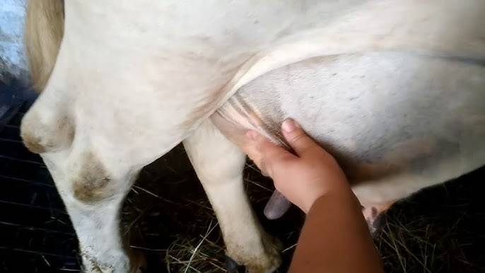Почему у коровы горчит молоко и как избавиться от горечи