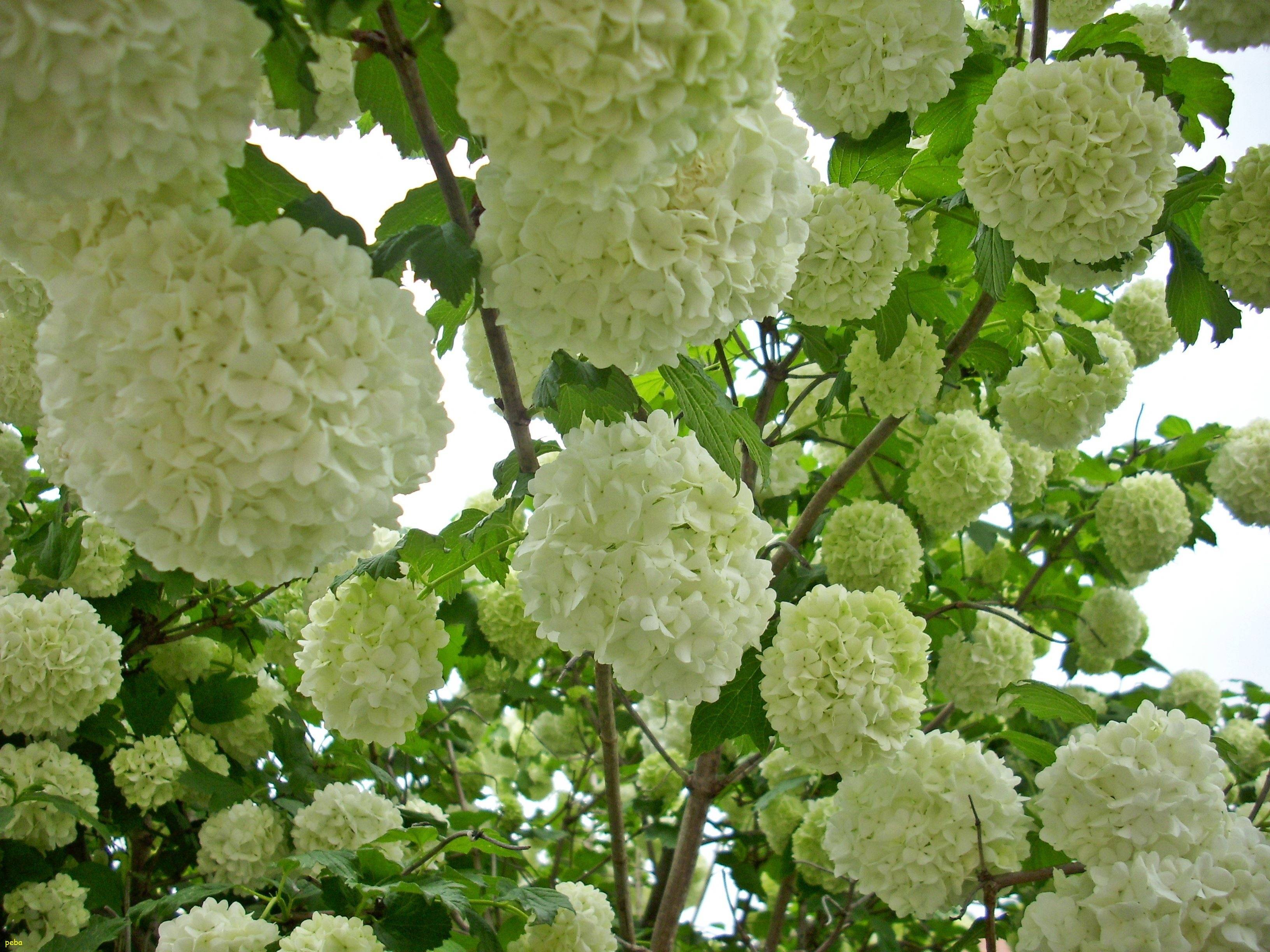 Калина бульденеж — кустарник с белоснежными шарами соцветий