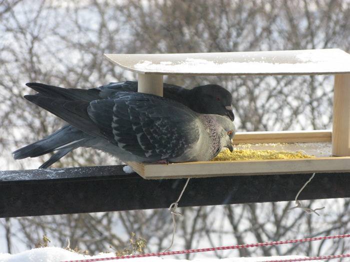 Что едят голуби в домашних условиях и чем кормить уличных голубей