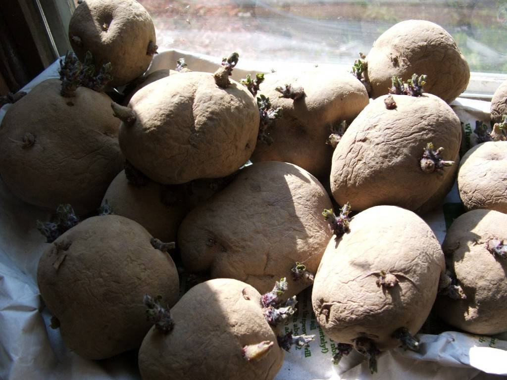 Проращивание картофеля перед посадкой: как сделать
