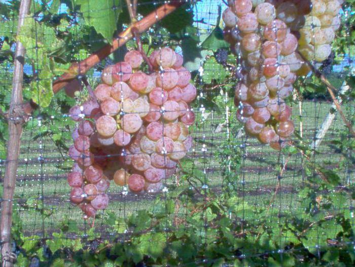 Виноград гурман ранний: описание сорта, особенности, урожайность и отзывы