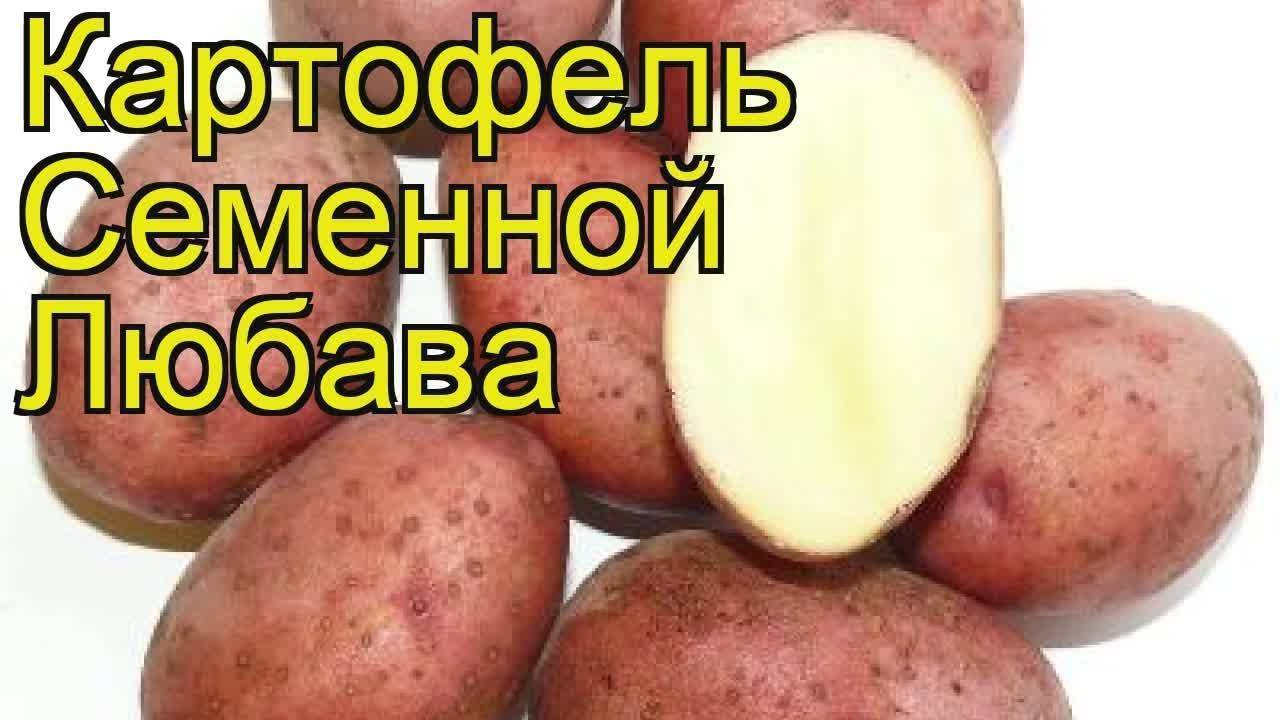 Картофель сорт лина описание сорта фото