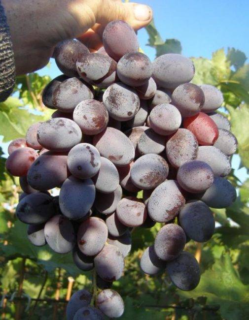 ✅ виноград атаман описание сорта. виноград атаман - живой-сад.рф