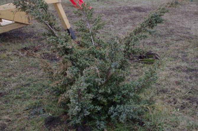 Описание можжевельника блю альпс, посадка и уход