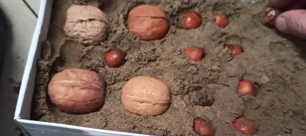 Орех фундук посадка и уход: описание, нюансы роста и советы по выбору посадочного материала. 115 фото и видео выращивания
