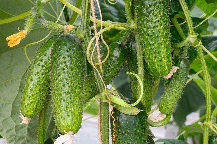 Лучшие сорта огурцов корнишонов: названия, фото, описание, сравнительная таблица