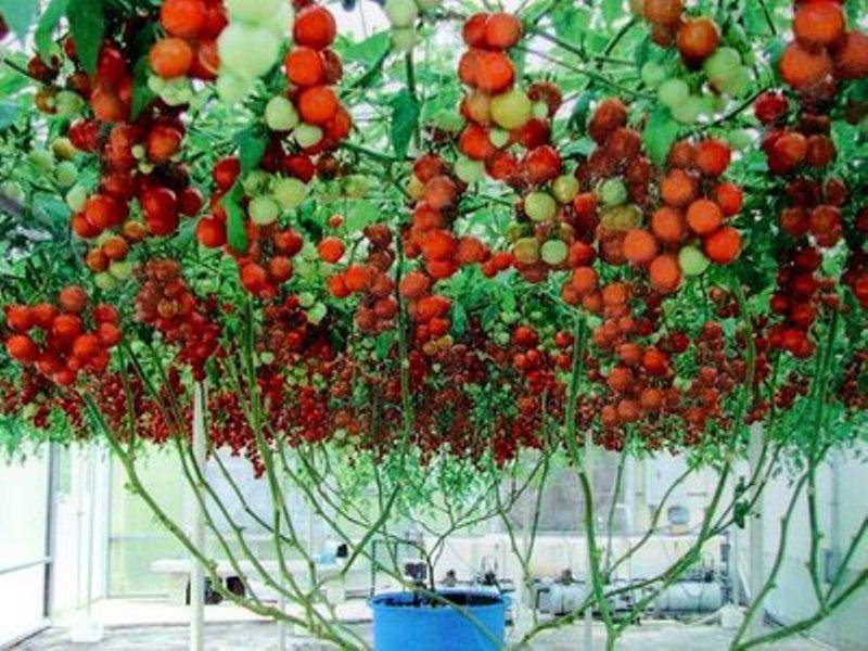 Томатное дерево: особенности выращивания, характеристики