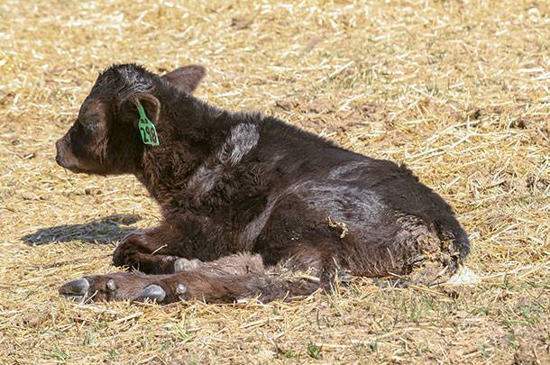Ветеринария крс | вирусная диарея крупного рогатого скота