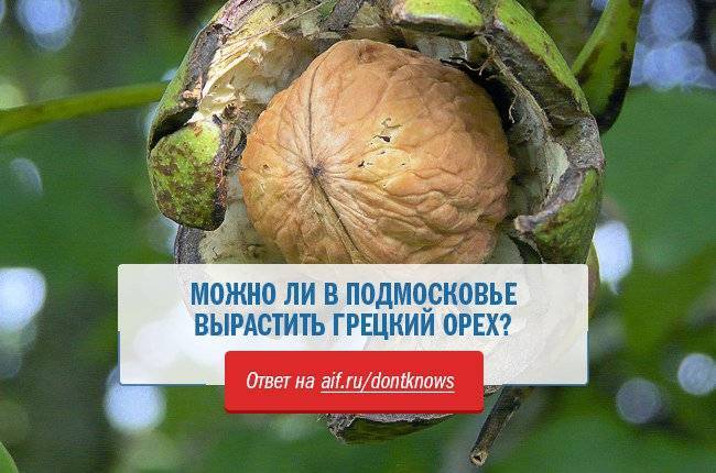 Посадка грецкого ореха осенью из ядер (плодов) ореха