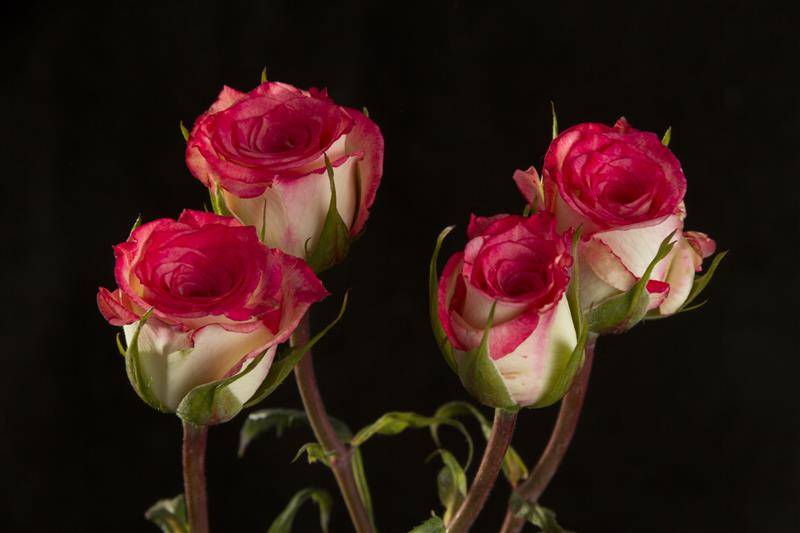 Розы спрей: описание, обзор лучших сортов