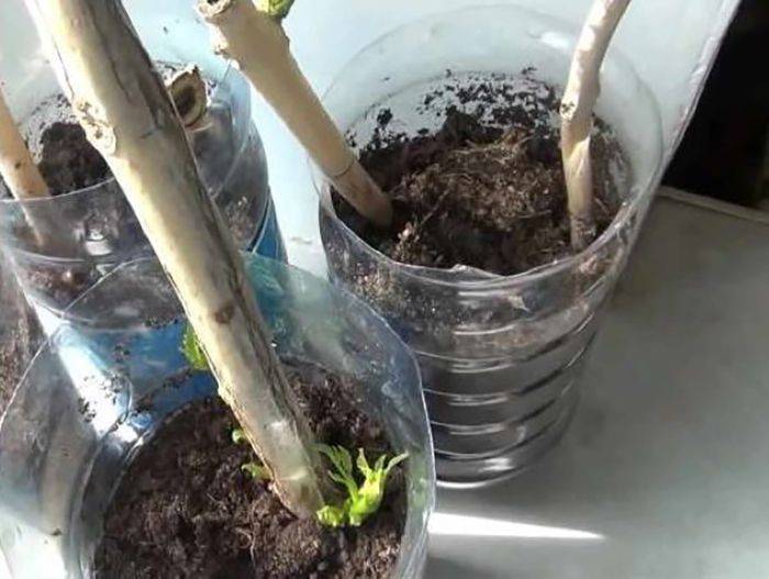 Размножение кампсиса черенками, семенами